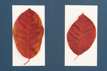 two leaves on paper