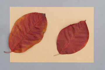 paper with leaves