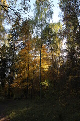 Fototapeta premium beautiful calm autumn landscape with colorful trees on river in sunny day with blue sky