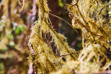 Texture detail of green mossy fibers growing on tree