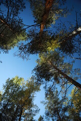 Trees and blue sky