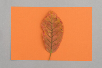 autumn leaf on orange and gray paper