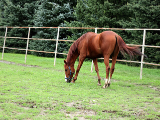 Naklejka premium horse in a field