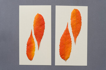 autumn leaves on paper