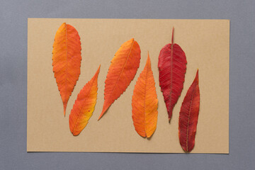 autumn leaves on a beige and gray paper background