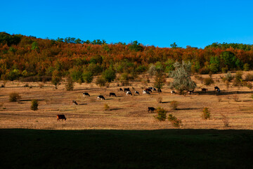 Herd of cows on the pasture . Domestic animals grazing in the autumn 