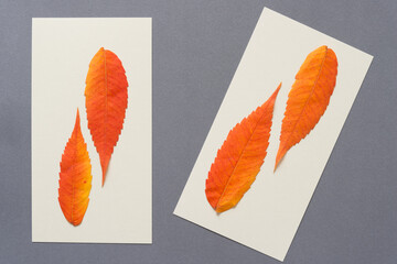 autumn leaves on a paper background