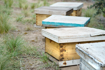 group of hives landing in the field with no visible bees.