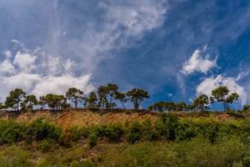 Grottammare Marche alberi