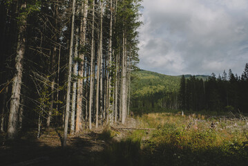 Obraz premium beautiful pine Carpathian coniferous forest with tall trees near a green meadow on a background of green mountains on a sunny day with sunbeams on the trees, front view overall plan