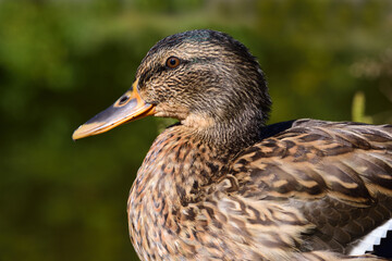 Portrait and close-up of a young brown duck sitting in front of a green background in nature