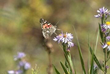 Australian Painted Lady butterfly, landing on a purple daisy, in Telluride Colorado
