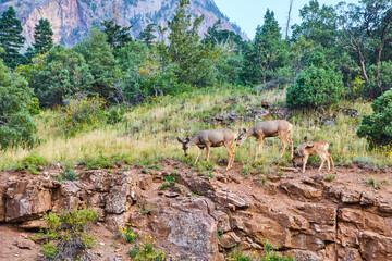 Group of deer at top of cliffy hill with mountain in distance