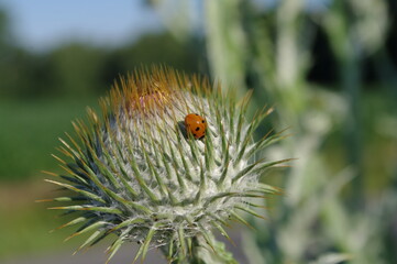 Marienk&auml;fer auf geschlossener Distelbl&uuml;te