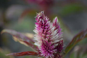 close up of a pink flower