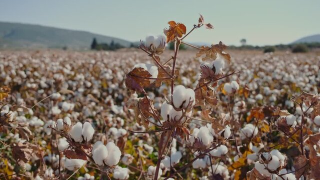 Agricultural field full of raw cotton bolls. Close up