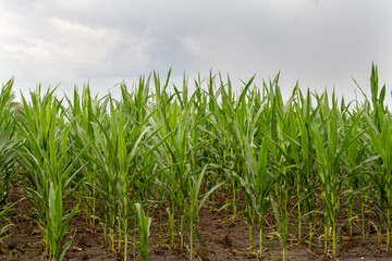 Cornfield. Young shoots of corn. Organic corn. Farm field with corn. Organic plant growing. Selective focus.