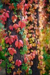 Parthenocissus quinquefolia (Virginia creeper) in autumn colors climbing a tree trunk