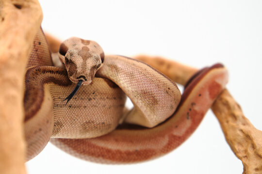 Boa constrictor imperator snake perched on wood branch on white background, frontal view with selective focus on the eyes