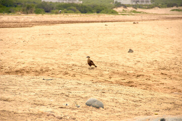 Caracara en el desierto