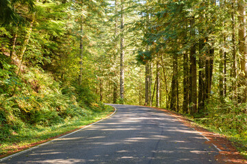 Obraz premium A quiet backroad passes through a green landscape of a mixed forest and lush ferns with white lines edging the roadway