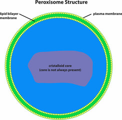 the diagram of Peroxisome Structure