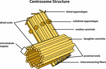 the diagram of Centrosome Structure - obrazy, fototapety, plakaty