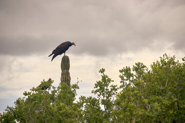 Zopilote en un día nublado