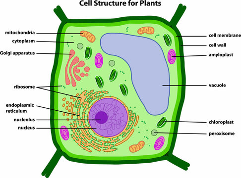 the diagram of Cell Structure Plant