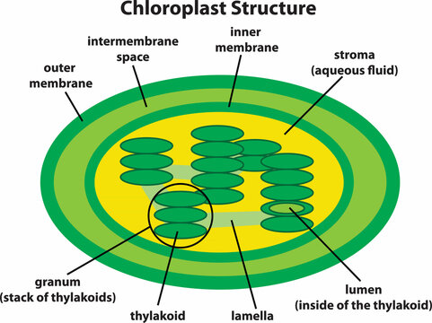 the diagram of Chloroplast Structure