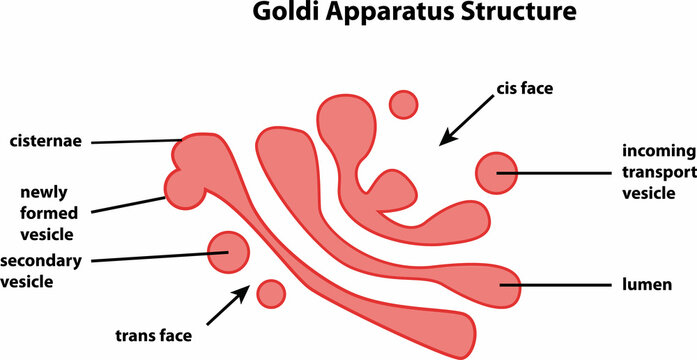 the diagram of Goldi apparatus Structure