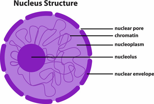 the diagram of Nucleus Structure