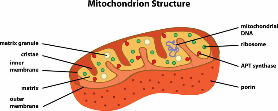 the diagram of Mitochondrion Structure