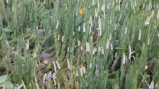 The closer look of the green stiff clubmoss plants with the white flowers on the tip in Estonia