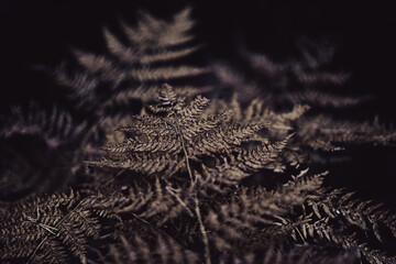 Dark vintage background with a fern leaf