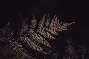 Dark vintage background with a fern leaf