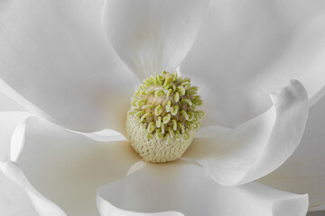 Magnolia Blossom