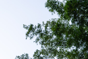 tree branches against sky
