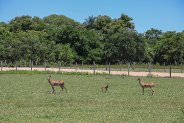 Tuiuiu do Pantanal Brasil 