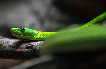 portrait of a green mamba 