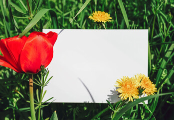 Natural mock up with blank paper postcard, greeting card in poppy and dandelion flowers meadow 