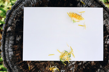 Blank paper card at natural background, sad letter mock up with dandelion petals