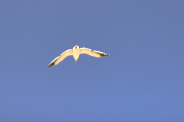 Gaviota