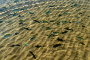 Fishes in crystal clear water in Taipus de Fora, Marau, State of Bahia, Brazil