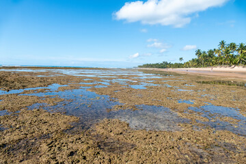 amazing, amazing landscape, bahia, bahia beach, bahia brazil, beautiful, blue, clear water, coast, coast line, coconut tree, crystal, environment, horizon, horizontal lines, iconic, idyllic, idyllic b