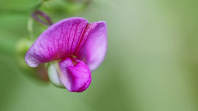 Lathyrus blossom in garden. Tuberous pea, lathyrus tuberosus.