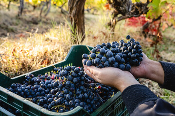 Close up on hands of unknown man holding a bunch of red grapes in vineyard above the basket or box...