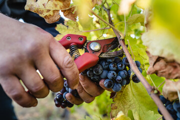 Close up on hands of unknown caucasian man picking up harvesting red wine grape in the vineyard in autumn day copy space