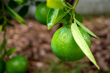 水滴がついた緑色の柑橘類の実
