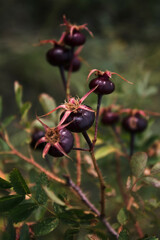 Ripe berrys of Rosa canina. Dog rose. berry bush. Autumn landscape.